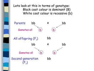 Lets look at this in terms of genotype:  Black coat colour is dominant (B) White coat colour is recessive (b) All offspring (F 1 ) bb bb bb Parents x bb bb x Second generation  (F 2 ) bb Gametes all b b Gametes all b b 