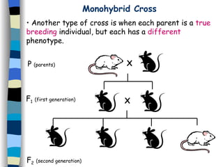 Another type of cross is when each parent is a  true breeding  individual, but each has a  different  phenotype. Monohybrid Cross X P  (parents) F 2   (second generation) X F 1   (first generation) 