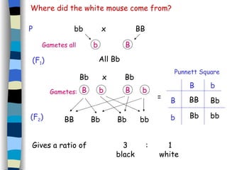 Where did the white mouse come from? P bb   x    BB Bb x Bb Gametes: (F 2 ) Bb BB Bb Bb bb Punnett Square = Gives a ratio of  3 : 1   black   white (F 1 ) All Bb BB Bb bb B b B b Gametes all b B B b B b 
