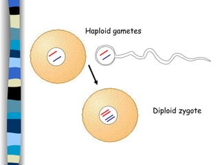 Diploid zygote Haploid gametes 