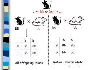 All offspring: black Ratio=  Black: white   1  :  1 BB or Bb? B B b b Bb Bb Bb Bb B b b b Bb bb Bb bb X BB bb X Bb bb 