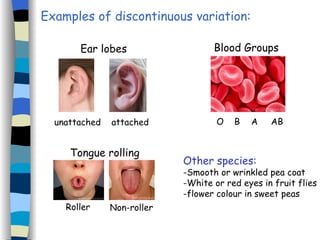 Examples of discontinuous variation: Other species: -Smooth or wrinkled pea coat -White or red eyes in fruit flies -flower colour in sweet peas Ear lobes unattached attached Blood Groups O  B  A  AB Tongue rolling Roller Non-roller 