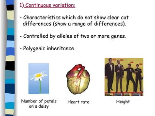 1)  Continuous variation: - Characteristics which do not show clear cut  differences (show a range of differences). - Controlled by alleles of two or more genes. - Polygenic inheritance Number of petals on a daisy Heart rate Height 