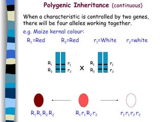 Polygenic Inheritance  (continuous) When a characteristic is controlled by two genes, there will be four alleles working together. e.g. Maize kernal colour: R 1  =Red  R 2 =Red   r 1 =White  r 2 =white R 1  R 1  R 2  R 2 r 1  r 1  r 2  r 2 R 1  r 1  R 2  r 2 R 1 r 1 R 2 r 2 R 1 r 1 R 2 r 2 X 