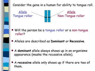 Will the person be a  tongue roller  or a  non-tongue  roller ? Alleles are described as  Dominant  or  Recessive . A  dominant  allele always shows up in an organisms  appearance (masks the recessive allele). A  recessive  allele only shows up if there are two of  them. Consider the gene in a human for ability to tongue roll. Allele Tongue roller Allele Non-Tongue roller 