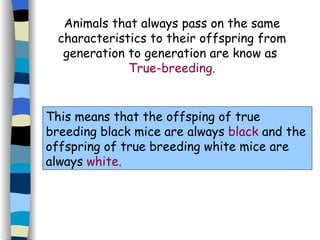 Animals that always pass on the same characteristics to their offspring from generation to generation are know as  True-breeding. This means that the offsping of true breeding black mice are always   black  and the offspring of true breeding white mice are always   white. 