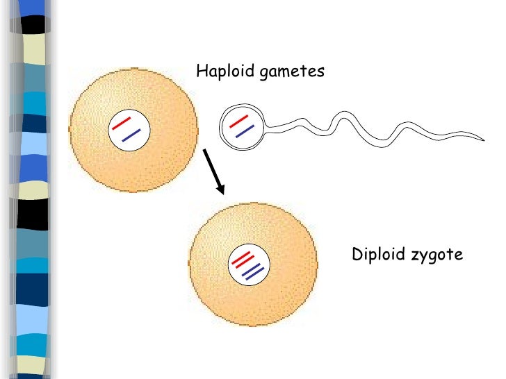 7. Genetics And Inheritance