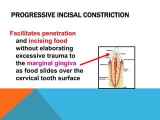 Marginal Tooth Incision Geometric outline of teeth | PPTX