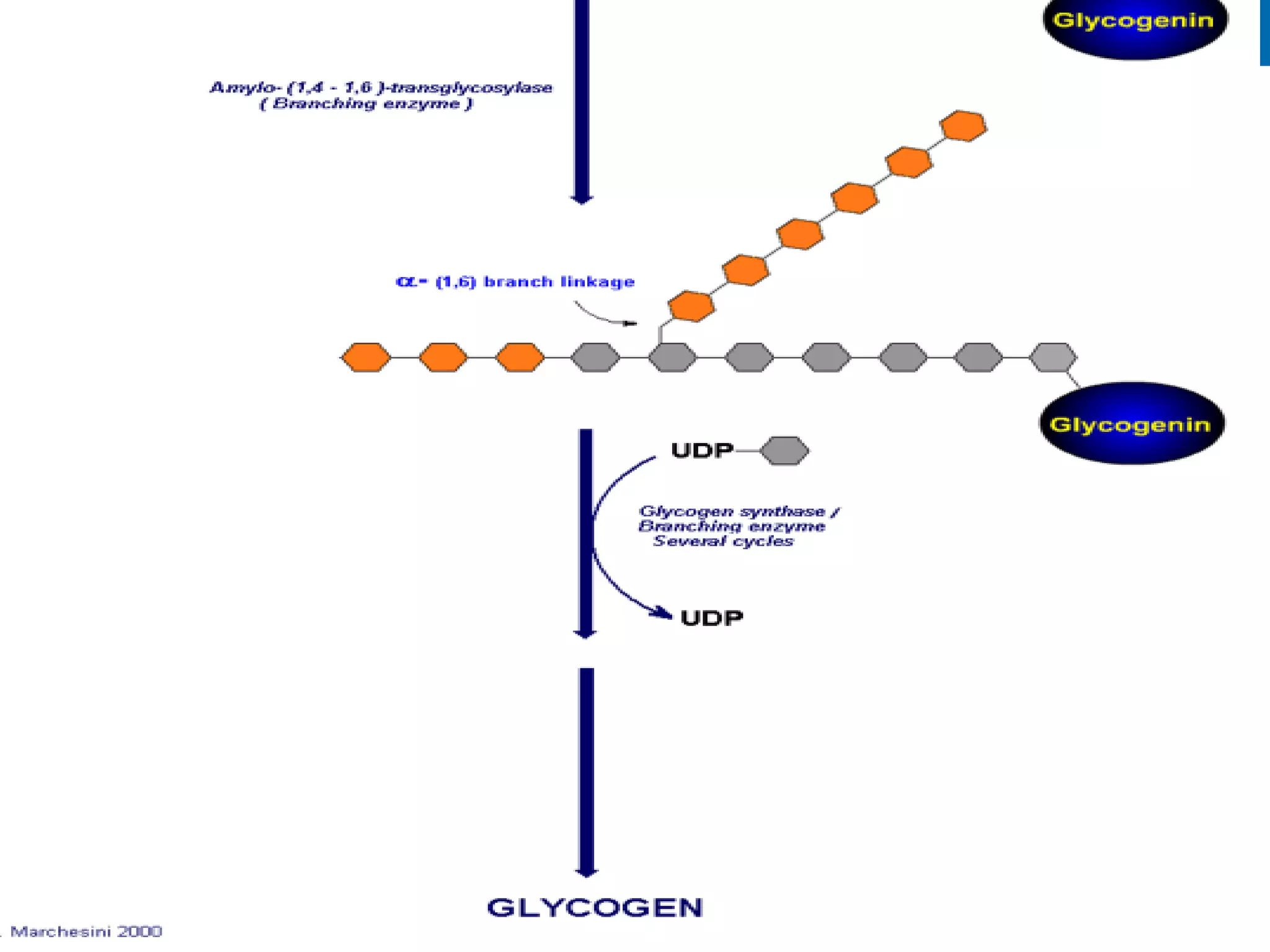 7 glycogen metabolism | PDF