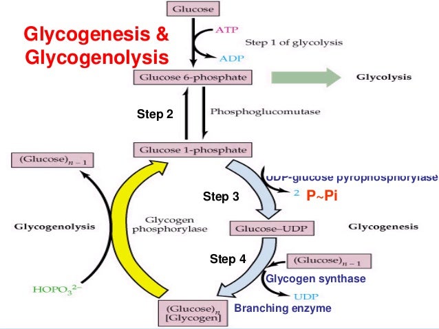 SEARCH AND BUY THIS PRODUCT 7 glycogen metabolism