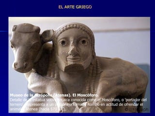 Museo de la Acrópolis (Atenas). El Moscóforo.      Detalle de la estatua votiva arcaica conocida como el Moscóforo, o 'portador del ternero'. Representa a un personaje llamado Rombo en actitud de ofrendar el animal a Atenea (hacia 570 a C).  