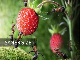 SYNERGIZE
 
