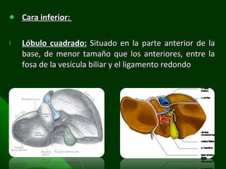 Cara inferior:  Lóbulo cuadrado:  Situado en la parte anterior de la base, de menor tamaño que los anteriores, entre la fosa de la vesícula biliar y el ligamento redondo 