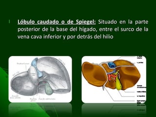 Lóbulo caudado o de Spiegel:  Situado en la parte posterior de la base del hígado, entre el surco de la vena cava inferior y por detrás del hilio 