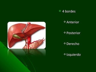 4 bordes Anterior Posterior Derecho Izquierdo 