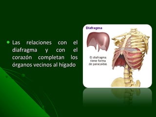 Las relaciones con el diafragma y con el corazón completan los órganos vecinos al hígado 