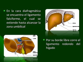 En la cara diafragmática se encuentra el ligamento falciforme, el cual se extiende hasta alcanzar la zona umbilical Por su borde libre corre el ligamento redondo del hígado 