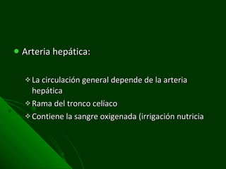 Arteria hepática:  La circulación general depende de la arteria hepática Rama del tronco celíaco Contiene la sangre oxigenada (irrigación nutricia 