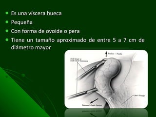 Es una víscera hueca Pequeña Con forma de ovoide o pera Tiene un tamaño aproximado de entre 5 a 7 cm de diámetro mayor 