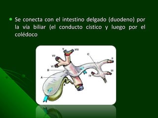 Se conecta con el intestino delgado (duodeno) por la vía biliar (el conducto cístico y luego por el colédoco 