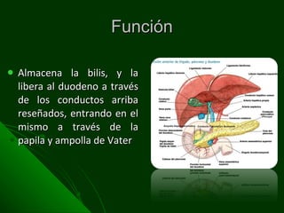 Función Almacena la bilis, y la libera al duodeno a través de los conductos arriba reseñados, entrando en el mismo a través de la papila y ampolla de Vater 