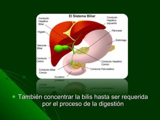 También concentrar la bilis hasta ser requerida por el proceso de la digestión 