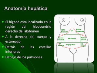 Anatomía hepática  El hígado está localizado en la región del hipocondrio derecho del abdomen A la derecha del cuerpo y estomago Detrás de las costillas inferiores Debajo de los pulmones 