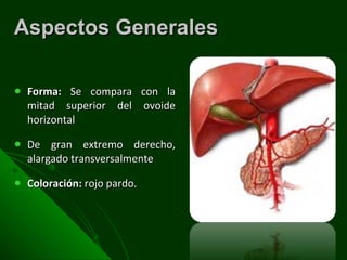 Aspectos Generales Forma:  Se compara con la mitad superior del ovoide horizontal De gran extremo derecho, alargado transversalmente Coloración:  rojo pardo. 