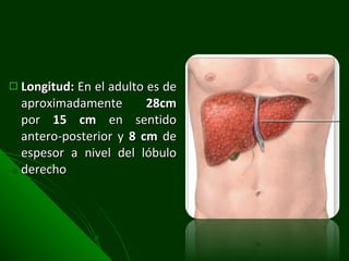 Longitud:  En el adulto es de aproximadamente  28cm  por  15 cm  en sentido antero-posterior y  8 cm  de espesor a nivel del lóbulo derecho  