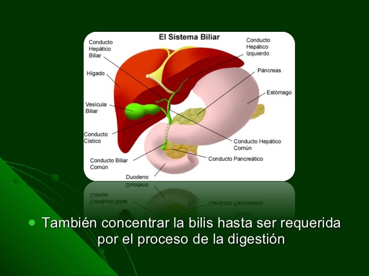 7. hígado y vesicula biliar
