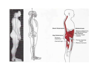 Human Posture | PPT