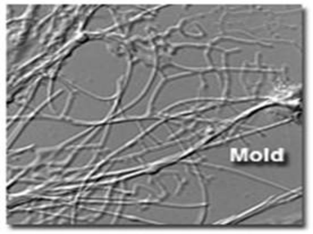 identifying cell culture problems lecture 7