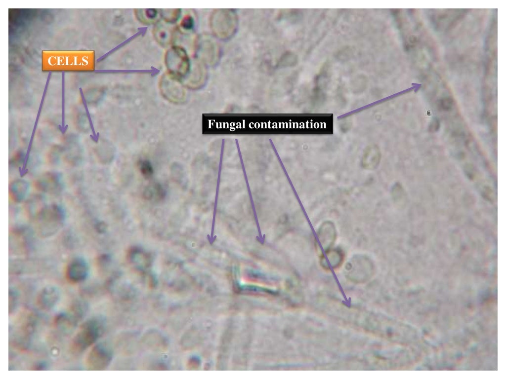 identifying cell culture problems lecture 7