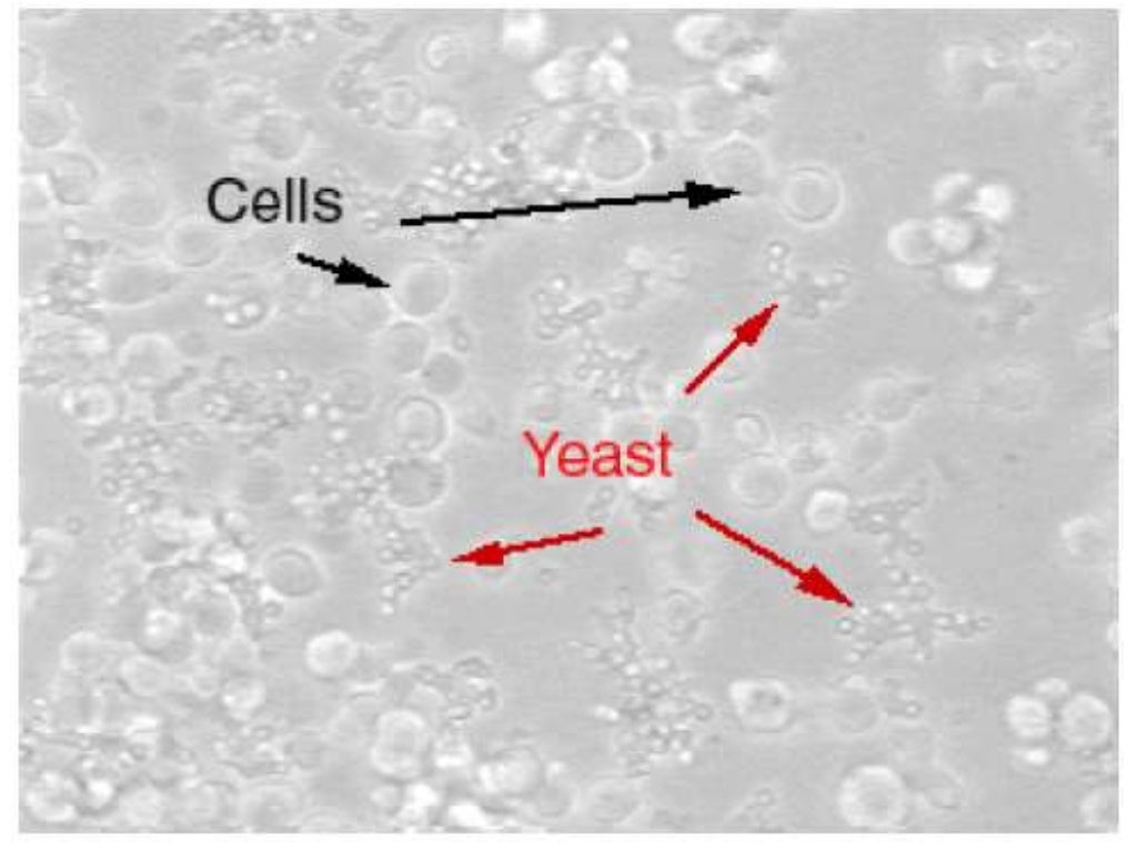 identifying cell culture problems lecture 7