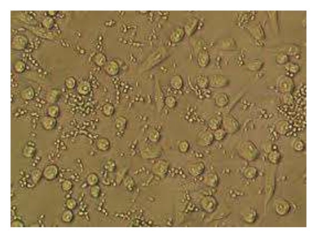 Identifying Cell Culture Problems Lecture 7