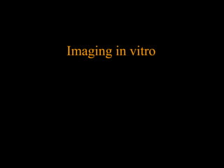 Imaging in vitro
 