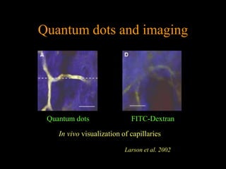 Quantum dots and imaging




 Quantum dots                FITC-Dextran

    In vivo visualization of capillaries

                           Larson et al. 2002
 