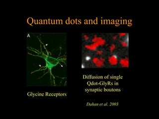 Quantum dots and imaging




                    Diffusion of single
                      Qdot-GlyRs in
                     synaptic boutons
Glycine Receptors
                     Dahan et al. 2003
 