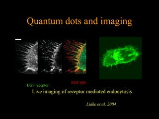 Quantum dots and imaging




                   EGF-QD
EGF receptor
  Live imaging of receptor mediated endocytosis

                            Lidke et al. 2004
 