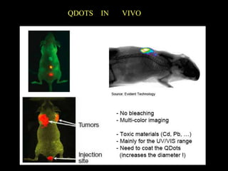QDOTS   IN   VIVO
 