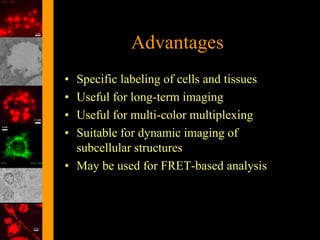 Advantages
• Specific labeling of cells and tissues
• Useful for long-term imaging
• Useful for multi-color multiplexing
• Suitable for dynamic imaging of
  subcellular structures
• May be used for FRET-based analysis
 