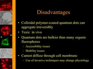 Disadvantages
• Colloidal polymer-coated quantum dots can
  aggregate irreversibly
• Toxic in vivo
• Quantum dots are bulkier than many organic
  fluorophores
   – Accessibility issues
   – Mobility issues
• Cannot diffuse through cell membrane
   – Use of invasive techniques may change physiology
 