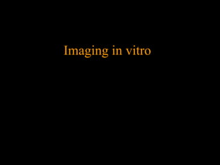 Imaging in vitro

 