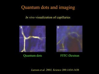 Quantum dots and imaging
In vivo visualization of capillaries

Quantum dots

FITC-Dextran

Larson et al. 2003, Science 300:1434-1436

 