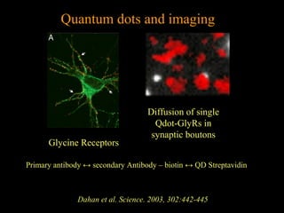 Quantum dots and imaging

Glycine Receptors

Diffusion of single
Qdot-GlyRs in
synaptic boutons

Primary antibody ↔ secondary Antibody – biotin ↔ QD Streptavidin

Dahan et al. Science. 2003, 302:442-445

 