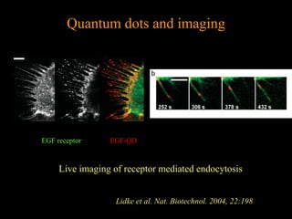 Quantum dots and imaging

EGF receptor

EGF-QD

Live imaging of receptor mediated endocytosis
Lidke et al. Nat. Biotechnol. 2004, 22:198

 