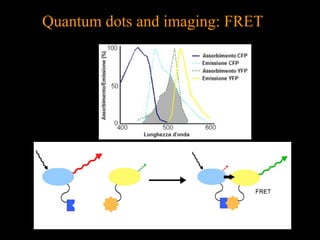 Quantum dots and imaging: FRET

 