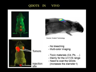 QDOTS IN

VIVO

 