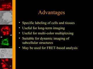 Advantages
•
•
•
•

Specific labeling of cells and tissues
Useful for long-term imaging
Useful for multi-color multiplexing
Suitable for dynamic imaging of
subcellular structures
• May be used for FRET-based analysis

 