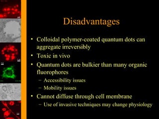Disadvantages
• Colloidal polymer-coated quantum dots can
aggregate irreversibly
• Toxic in vivo
• Quantum dots are bulkier than many organic
fluorophores
– Accessibility issues
– Mobility issues

• Cannot diffuse through cell membrane
– Use of invasive techniques may change physiology

 